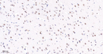 TCF7L2 Antibody in Immunohistochemistry (Paraffin) (IHC (P))
