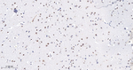 TCF7L2 Antibody in Immunohistochemistry (Paraffin) (IHC (P))