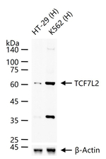 TCF7L2 Antibody in Western Blot (WB)