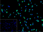 PYK2 Antibody in Immunocytochemistry (ICC/IF)