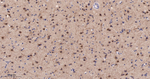 PYK2 Antibody in Immunohistochemistry (Paraffin) (IHC (P))