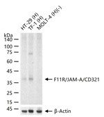 JAM-A (CD321) Recombinant Rabbit Monoclonal Antibody (7E1F)