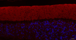 GAP43 Recombinant Rabbit Monoclonal Antibody (8H2)