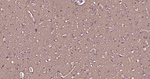 GAP43 Antibody in Immunohistochemistry (Paraffin) (IHC (P))