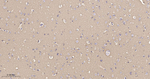 GAP43 Antibody in Immunohistochemistry (Paraffin) (IHC (P))