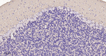 GAP43 Antibody in Immunohistochemistry (Paraffin) (IHC (P))