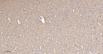 GAP43 Antibody in Immunohistochemistry (Paraffin) (IHC (P))