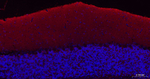 GAP43 Antibody in Immunohistochemistry (Paraffin) (IHC (P))