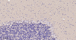 GAP43 Antibody in Immunohistochemistry (Paraffin) (IHC (P))
