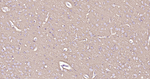 GAP43 Antibody in Immunohistochemistry (Paraffin) (IHC (P))