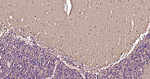 GAP43 Antibody in Immunohistochemistry (Paraffin) (IHC (P))
