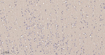 GAP43 Antibody in Immunohistochemistry (Paraffin) (IHC (P))