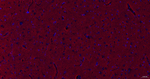 GAP43 Antibody in Immunohistochemistry (Paraffin) (IHC (P))