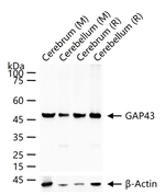 GAP43 Antibody in Western Blot (WB)