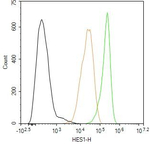 HES1 Antibody in Flow Cytometry (Flow)
