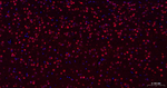 HES1 Antibody in Immunohistochemistry (Paraffin) (IHC (P))