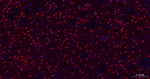 HES1 Antibody in Immunohistochemistry (Paraffin) (IHC (P))
