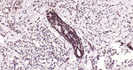 HES1 Antibody in Immunohistochemistry (Paraffin) (IHC (P))