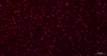 HES1 Antibody in Immunohistochemistry (Paraffin) (IHC (P))