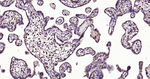 HES1 Antibody in Immunohistochemistry (Paraffin) (IHC (P))