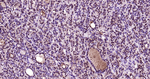 HES1 Antibody in Immunohistochemistry (Paraffin) (IHC (P))