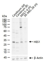 HES1 Antibody in Western Blot (WB)