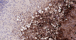 Tyrosine Hydroxylase Antibody in Immunohistochemistry (Paraffin) (IHC (P))