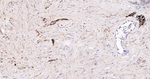 Tyrosine Hydroxylase Antibody in Immunohistochemistry (Paraffin) (IHC (P))