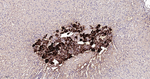 Tyrosine Hydroxylase Antibody in Immunohistochemistry (Paraffin) (IHC (P))