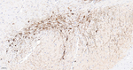 Tyrosine Hydroxylase Antibody in Immunohistochemistry (Paraffin) (IHC (P))