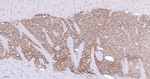Tyrosine Hydroxylase Antibody in Immunohistochemistry (Paraffin) (IHC (P))