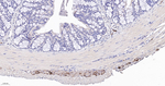 Tyrosine Hydroxylase Antibody in Immunohistochemistry (Paraffin) (IHC (P))