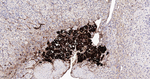 Tyrosine Hydroxylase Antibody in Immunohistochemistry (Paraffin) (IHC (P))