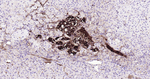 Tyrosine Hydroxylase Antibody in Immunohistochemistry (Paraffin) (IHC (P))