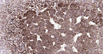 Tyrosine Hydroxylase Recombinant Rabbit Monoclonal Antibody (8B6)