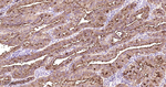 MUC1 Antibody in Immunohistochemistry (Paraffin) (IHC (P))