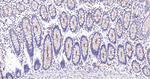 MUC1 Antibody in Immunohistochemistry (Paraffin) (IHC (P))