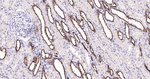 MUC1 Antibody in Immunohistochemistry (Paraffin) (IHC (P))