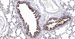 MUC1 Antibody in Immunohistochemistry (Paraffin) (IHC (P))