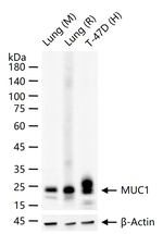 MUC1 Antibody in Western Blot (WB)