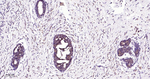 ATG5 Antibody in Immunohistochemistry (Paraffin) (IHC (P))