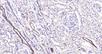 ATG5 Antibody in Immunohistochemistry (Paraffin) (IHC (P))