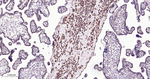 ATG5 Recombinant Rabbit Monoclonal Antibody (4G5)