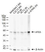 ATG5 Antibody in Western Blot (WB)