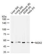 NOX2 Recombinant Rabbit Monoclonal Antibody (9B12)