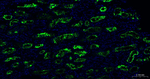 ACE2 Antibody in Immunohistochemistry (Paraffin) (IHC (P))