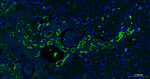 ACE2 Antibody in Immunohistochemistry (Paraffin) (IHC (P))
