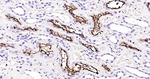 ACE2 Antibody in Immunohistochemistry (Paraffin) (IHC (P))