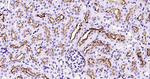 ACE2 Antibody in Immunohistochemistry (Paraffin) (IHC (P))