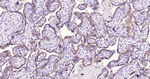 ACE2 Antibody in Immunohistochemistry (Paraffin) (IHC (P))